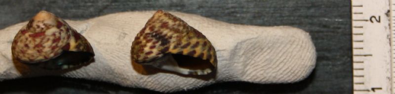 da determinare: Osilinus turbinatus